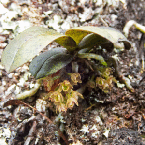 Gele bloeiende Drymoanthus adversus orchidee met groene bladeren.