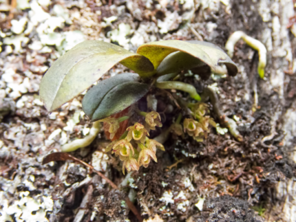 Gele bloeiende Drymoanthus adversus orchidee met groene bladeren.
