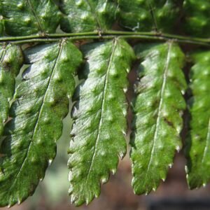 Prachtige bladveren van Dryopteris erythrosora plant in close-up.