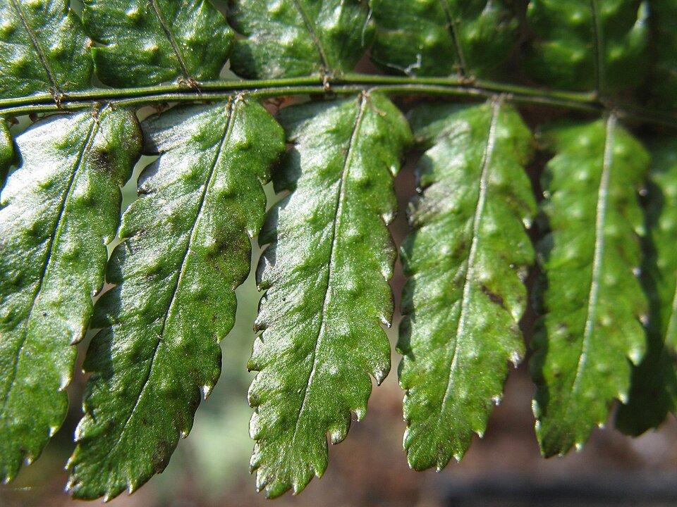 Prachtige bladveren van Dryopteris erythrosora plant in close-up.