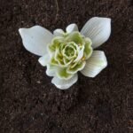 Dubbele witte bloem van winterhard Gewoon sneeuwklokje.