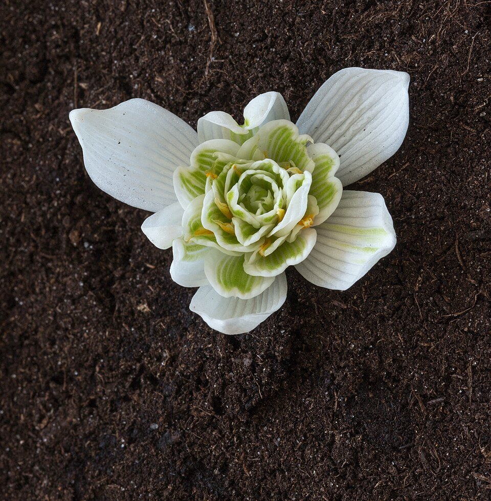 Dubbele witte bloem van winterhard Gewoon sneeuwklokje.