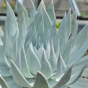 Zilverachtige bladeren van Dudleya Brittonii vetplant in zonlicht.