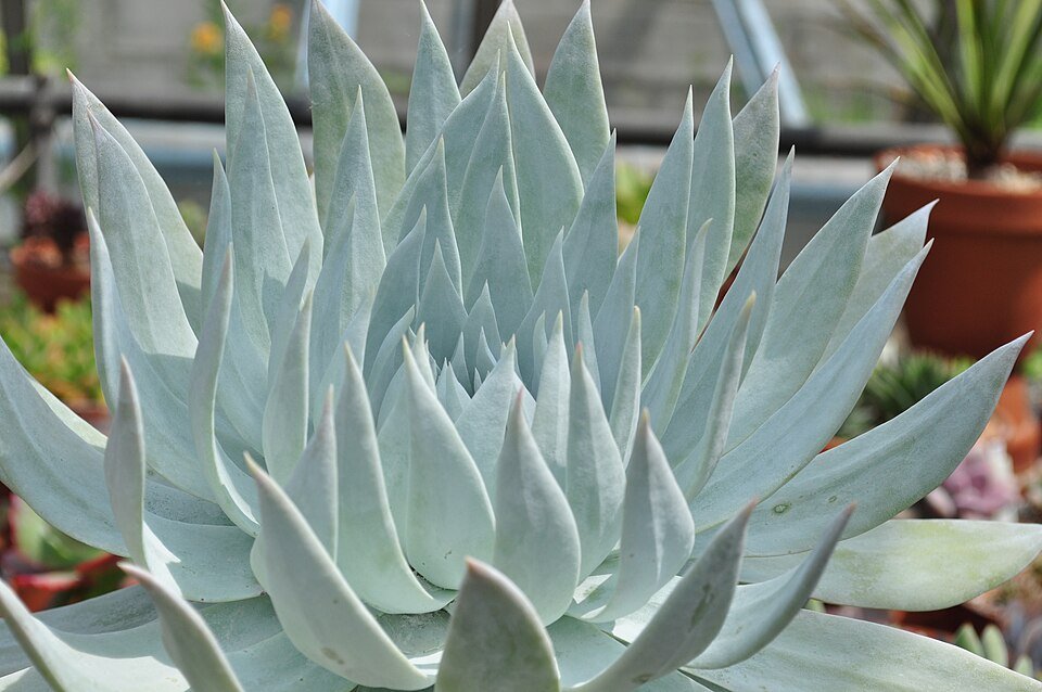 Zilverachtige bladeren van Dudleya Brittonii vetplant in zonlicht.