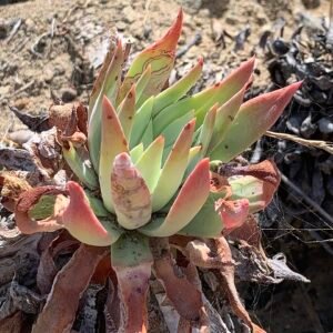 Dudleya candelabrum plant met dikke, groene bladeren in pot.