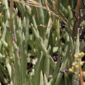 Succulente plant Dudleya edulis met dikke groene bladeren in een natuurlijke buitenomgeving.
