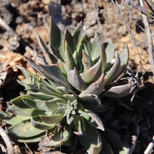 Graceful Dudleya lanceolata succulent with narrow leaves in rosette growth form.