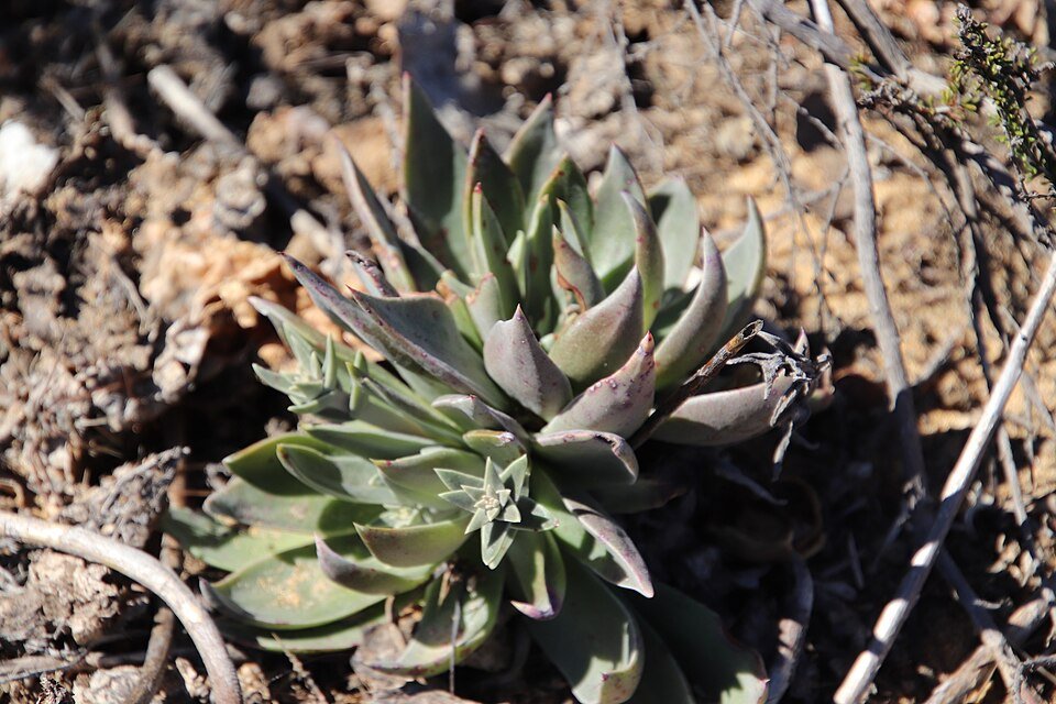 Graceful Dudleya lanceolata succulent with narrow leaves in rosette growth form.