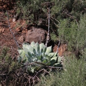 Zilvergroene bladeren van Dudleya pulverulenta in natuurlijke omgeving.