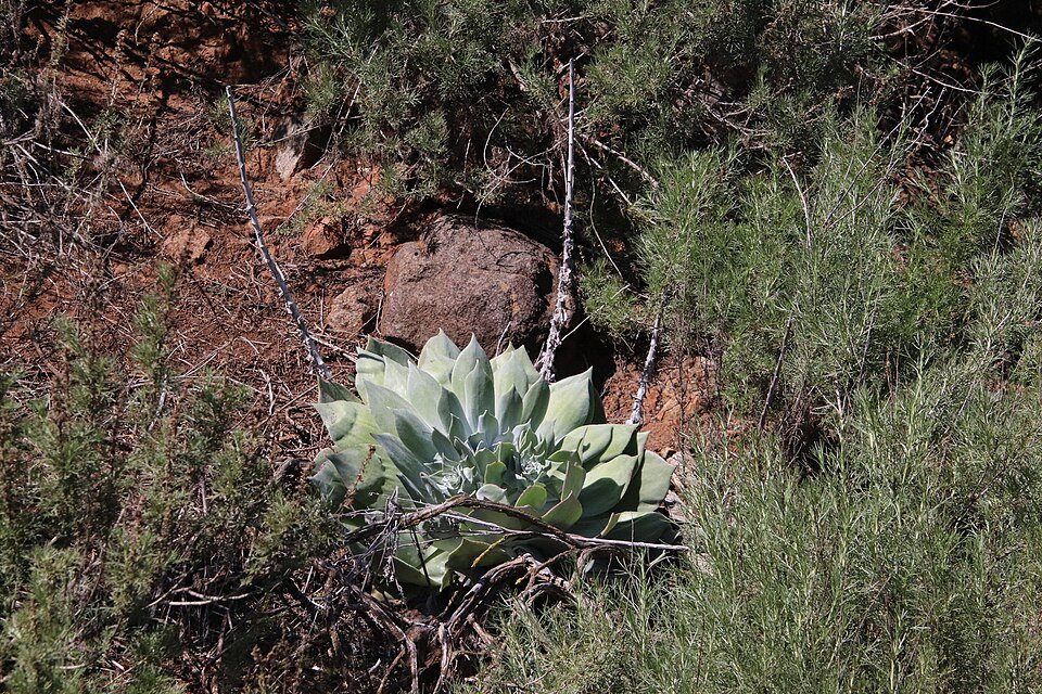 Zilvergroene bladeren van Dudleya pulverulenta in natuurlijke omgeving.