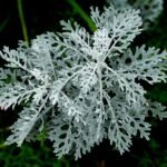 Zilverkleurige Jacobaea maritima plant met zilverachtige bladeren.