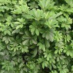 Dwergparapluboom met groen blad en stam, Schefflera arboricola.
