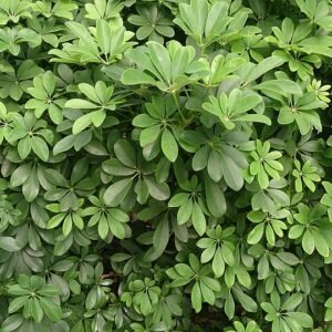 Dwergparapluboom met groen blad en stam, Schefflera arboricola.