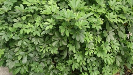 Dwergparapluboom met groen blad en stam, Schefflera arboricola.