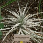 Dyckia milagrensis plant met stekelige groene bladeren in een botanische tuin.