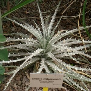 Dyckia milagrensis plant met stekelige groene bladeren in een botanische tuin.