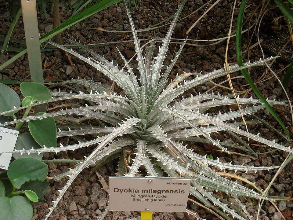 Dyckia milagrensis plant met stekelige groene bladeren in een botanische tuin.