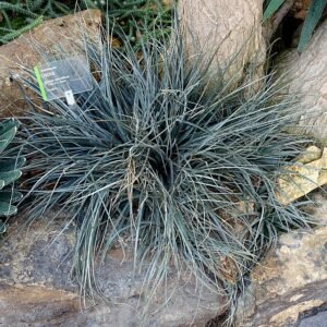 Dyckia remotiflora met groene stekelige bladeren in Wilhelma Zoo, Stuttgart, Duitsland.