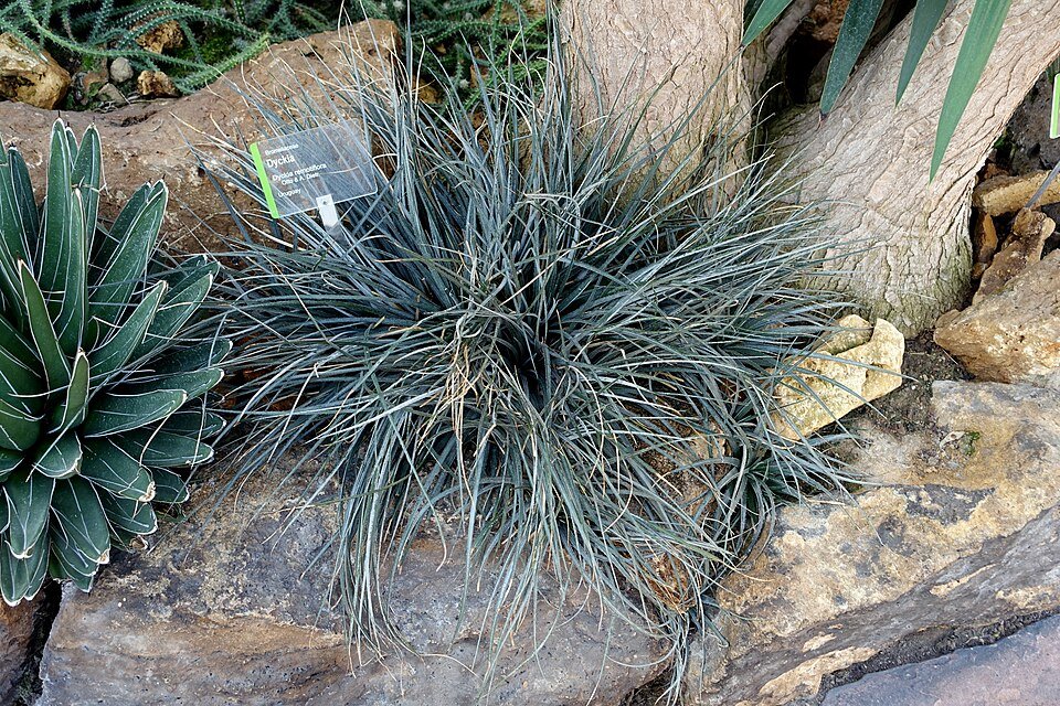 Dyckia remotiflora met groene stekelige bladeren in Wilhelma Zoo, Stuttgart, Duitsland.
