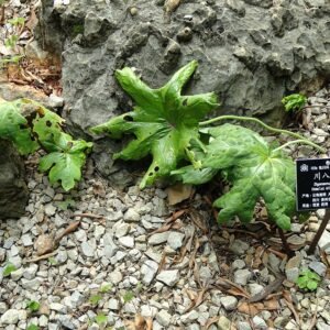 Close-up van rode Dysosma veitchii plant in Kunming Botanical Garden.