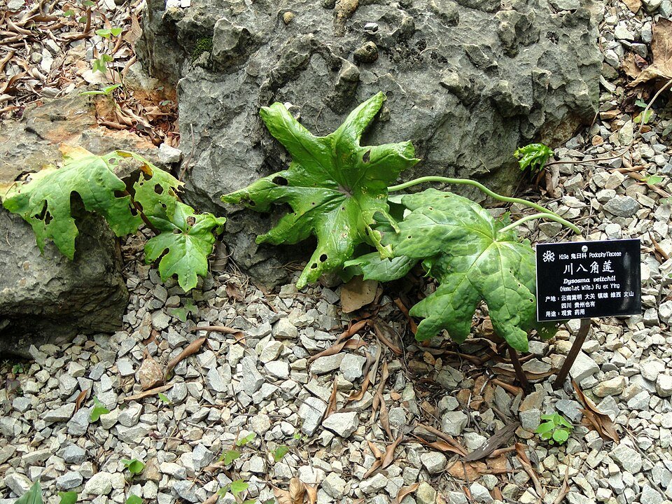 Close-up van rode Dysosma veitchii plant in Kunming Botanical Garden.