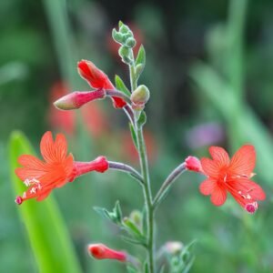 Magenta bloeiende Epilobium canum plant met groene bladeren en natuurlijke achtergrond.