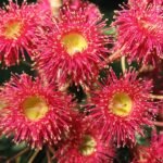 Rode Corymbia 'Summer Red' bloemen en groene bladeren in close-up.