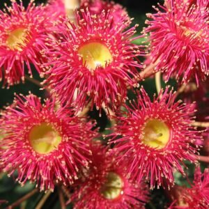 Rode Corymbia 'Summer Red' bloemen en groene bladeren in close-up.