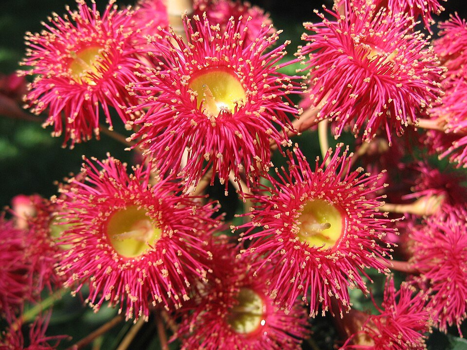 Rode Corymbia 'Summer Red' bloemen en groene bladeren in close-up.