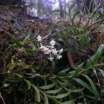 Witte bloemen van de Earina autumnalis orchidee met groene bladeren.