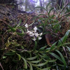 Witte bloemen van de Earina autumnalis orchidee met groene bladeren.