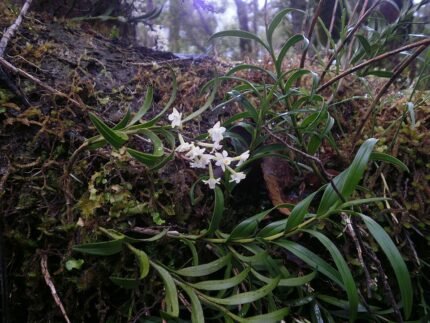 Witte bloemen van de Earina autumnalis orchidee met groene bladeren.