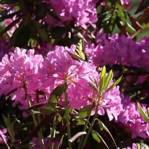 Eastern Tiger Swallowtail butterfly on azalea flowers in May 2025.