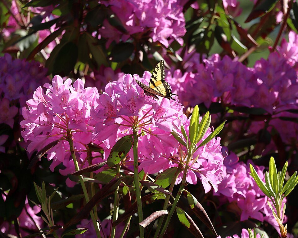 Eastern Tiger Swallowtail butterfly on azalea flowers in May 2025.