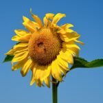 Zonnebloemveld in volle bloei op een zonnige dag.