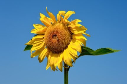 Zonnebloemveld in volle bloei op een zonnige dag.