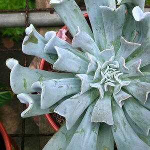 Echeveria runyonii plant met unieke zilverblauwe bladeren in een spiraalpatroon.