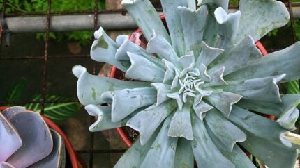 Echeveria runyonii plant met unieke zilverblauwe bladeren in een spiraalpatroon.