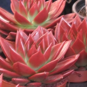 Echeveria agavoides met rode bladeren en puntige vorm.