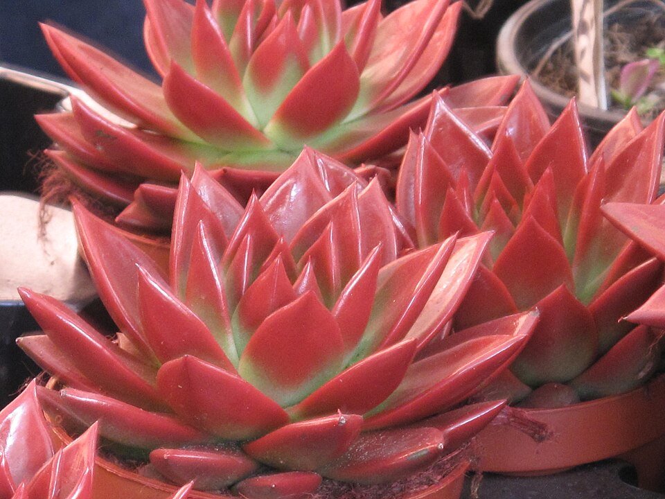 Echeveria agavoides met rode bladeren en puntige vorm.