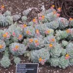Echeveria derenbergii succulent plant met rozetten van blauwgroene bladeren en rode uiteinden.