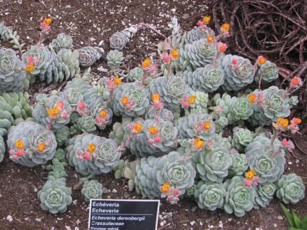Echeveria derenbergii succulent plant met rozetten van blauwgroene bladeren en rode uiteinden.