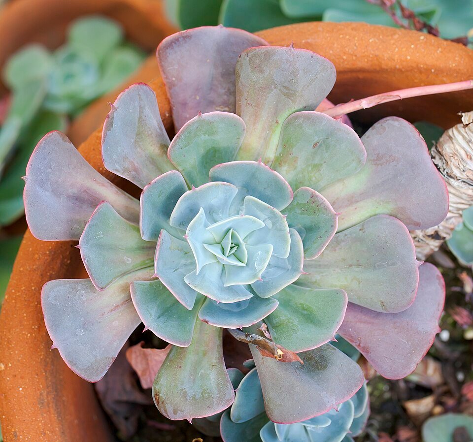 Echeveria lilacina plant met zilverblauwe rozetten en roze punten in botanische tuin.