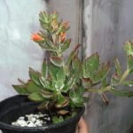 Echeveria pulvinata met fluweelachtige groen en roodbruine bladeren.