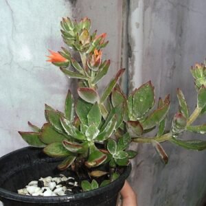 Echeveria pulvinata met fluweelachtige groen en roodbruine bladeren.