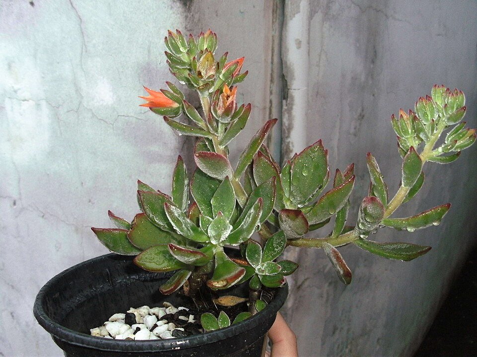 Echeveria pulvinata met fluweelachtige groen en roodbruine bladeren.