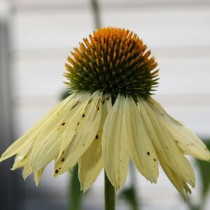 Zonnebloem 'Big Sky Sunrise' met paarse bloemblaadjes en oranje hart.