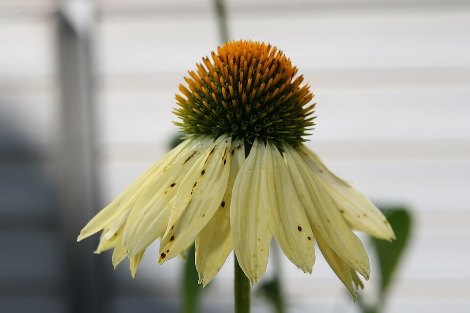 Zonnebloem 'Big Sky Sunrise' met paarse bloemblaadjes en oranje hart.