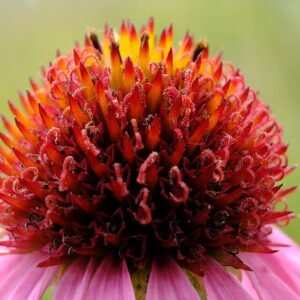 Echinacea angustifolia met smalle paarse bloemblaadjes en oranje kegelvormige kern.