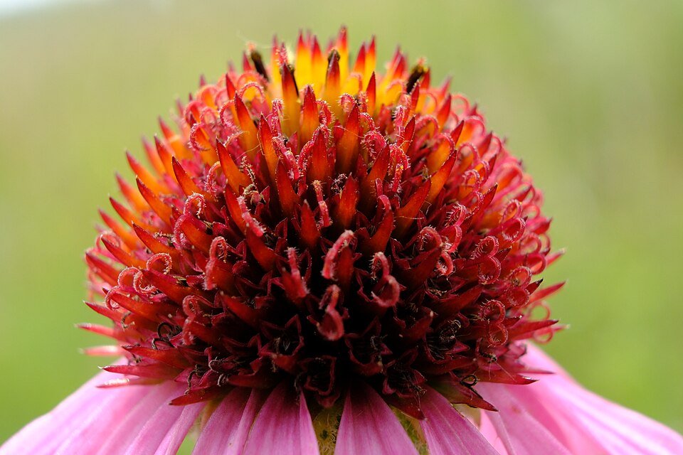 Echinacea angustifolia met smalle paarse bloemblaadjes en oranje kegelvormige kern.